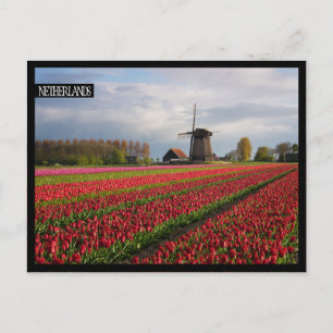 Red tulips and a windmill postcard