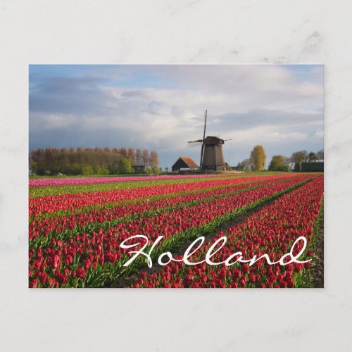 Red tulips and a windmill postcard
