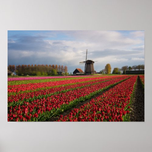 Red tulips and a windmill poster