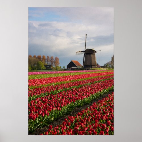 Red tulips and a windmill poster