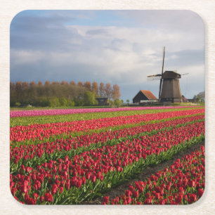 Red tulips and a windmill square paper coaster