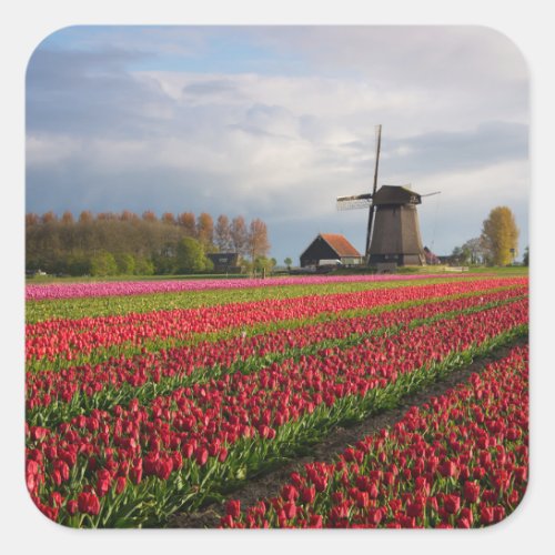 Red tulips and a windmill square sticker