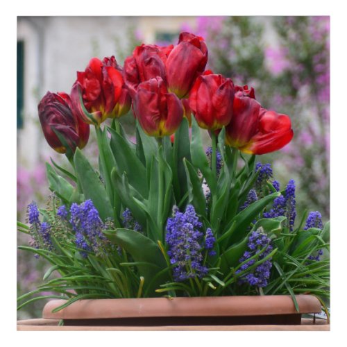 Red tulips and muscari          acrylic print
