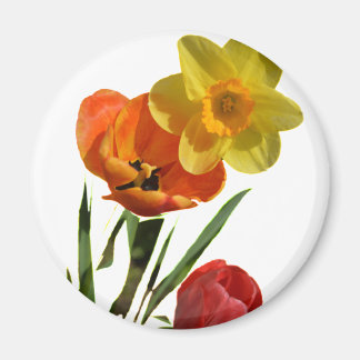 Red tulips and yellow daffodil flowers magnet