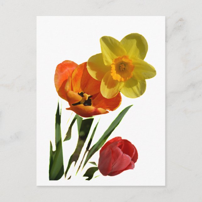 Red tulips and yellow daffodil flowers postcard (Front)