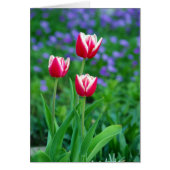 Red Tulips Card (Front)