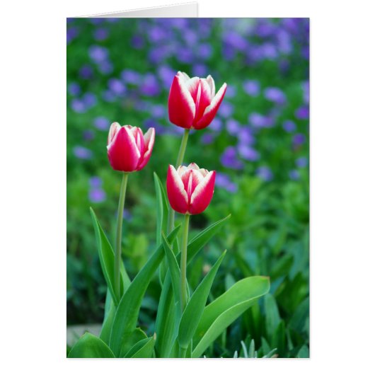 Red Tulips Card (Front)