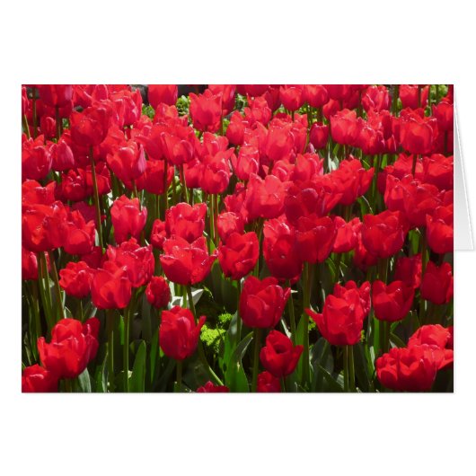 red tulips cards (Front Horizontal)