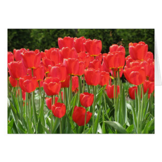 Red Tulips Cards