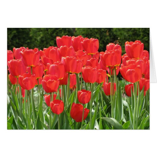 Red Tulips Cards (Front Horizontal)