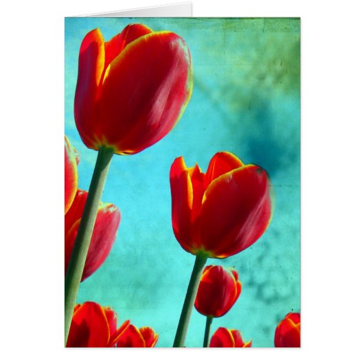 Red Tulips Cards (Front)