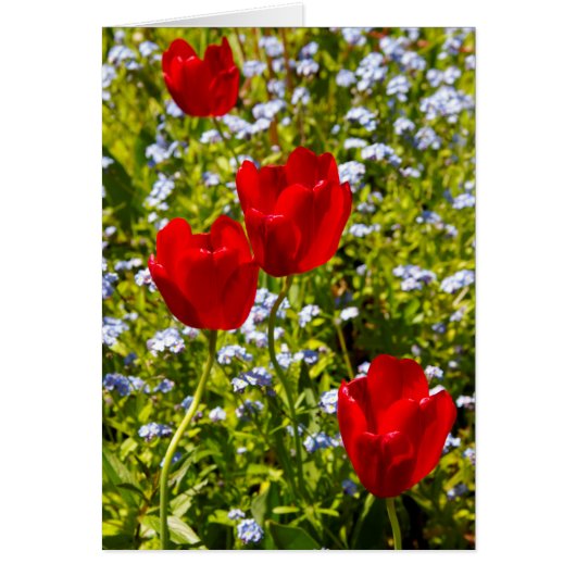 Red Tulips Cards (Front)