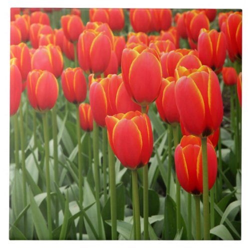 Red tulips ceramic tile