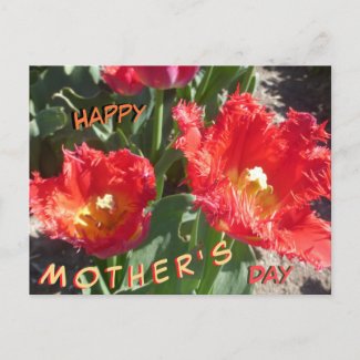 Red Tulips Close Up Mother's Day Postcard