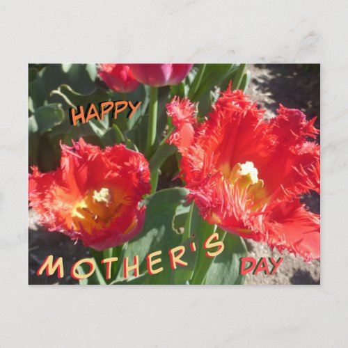 Red Tulips Close Up Mothers Day Postcard