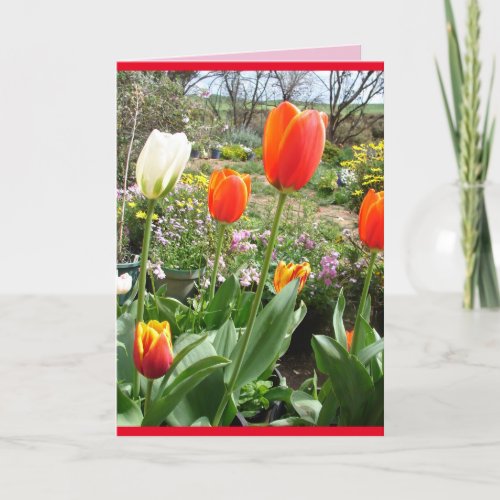 Red Tulips Cottage Garden Spring flowers Card