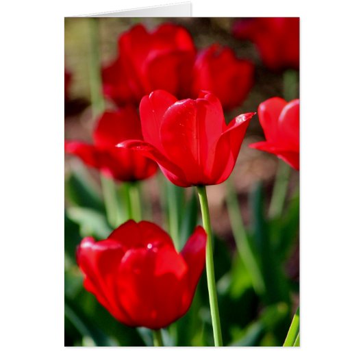 Red Tulips Customizable Cards (Front)