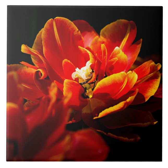 Red tulips dark background ceramic tile (Front)
