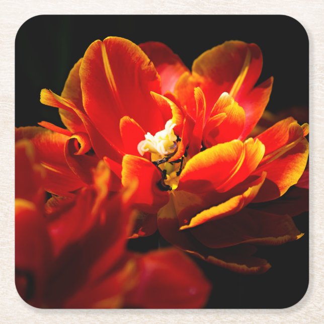 Red tulips dark background square paper coaster (Front)