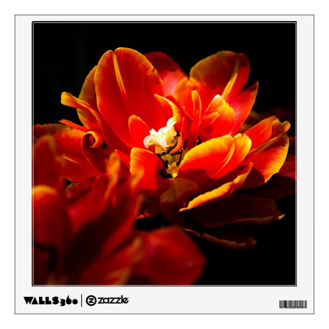 Red tulips dark background wall sticker (Front)