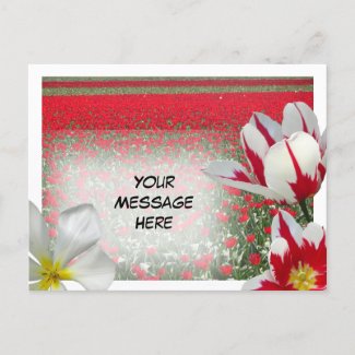 Red Tulips Field and Red White Tulips DIY Postcard