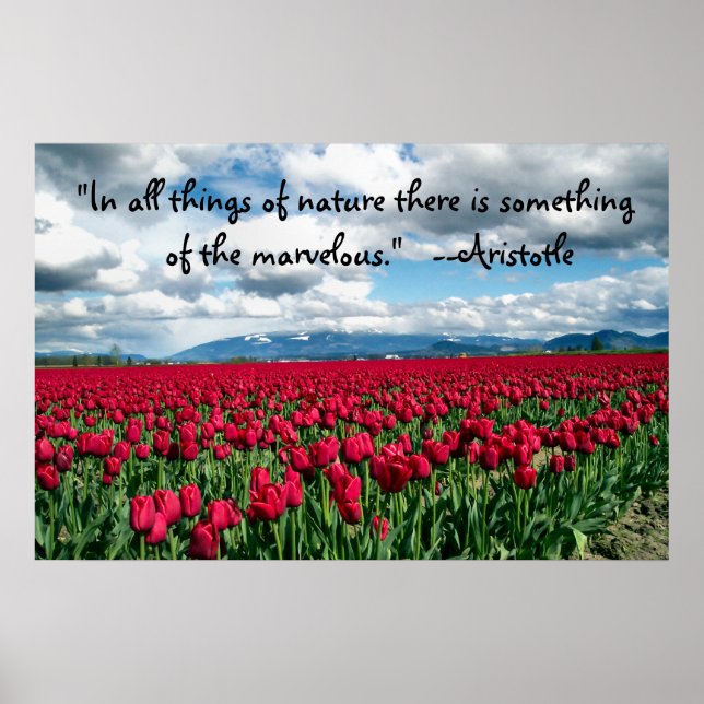 Red Tulips Field Poster (Front)