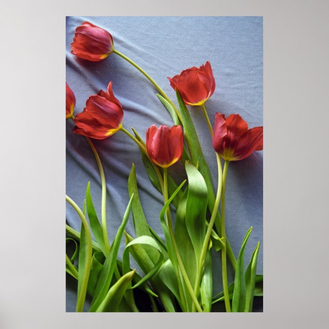 Red Tulips for Kerstin Poster Print (Front)