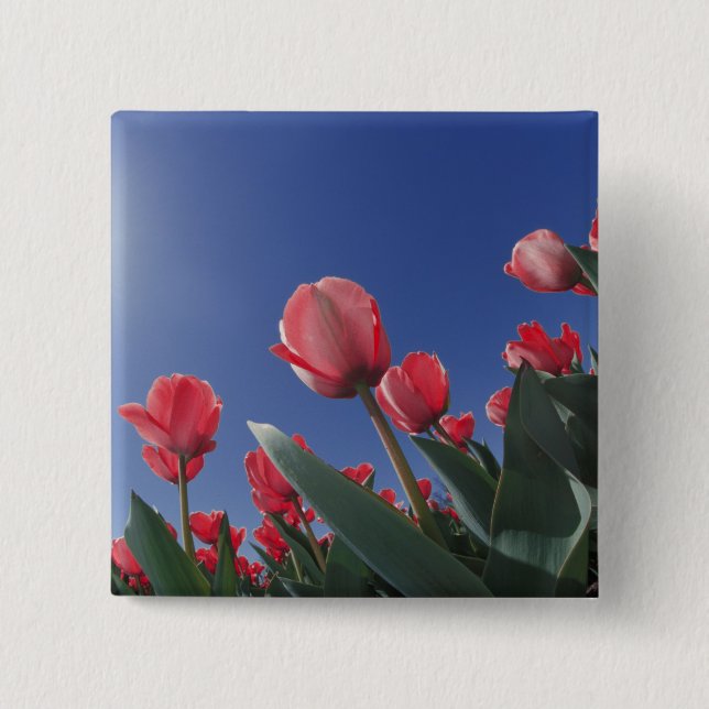 Red tulips from very low angle, Cincinnati, Button (Front)
