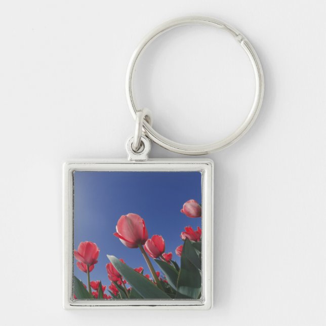 Red tulips from very low angle, Cincinnati, Keychain (Front)