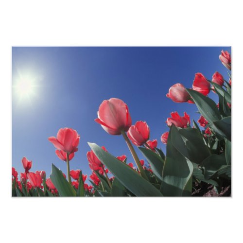 Red tulips from very low angle Cincinnati Photo Print