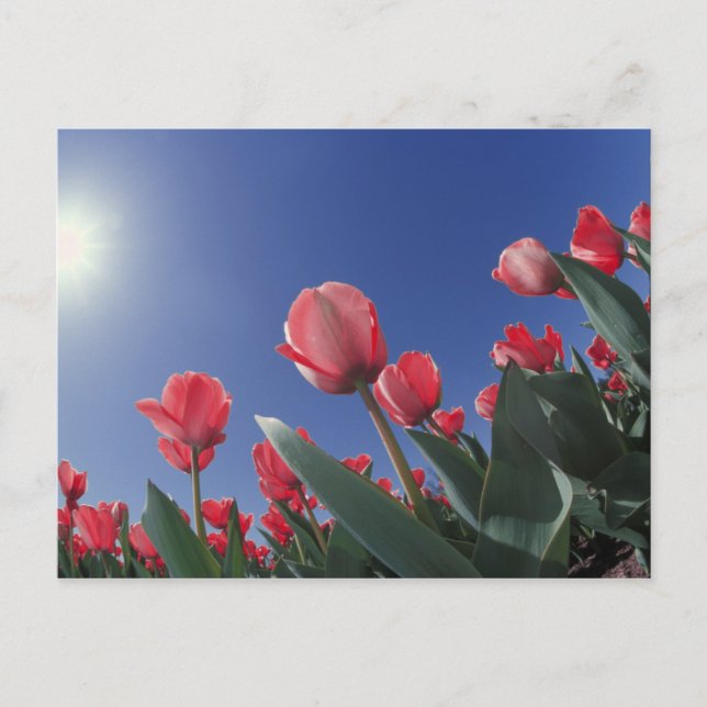 Red tulips from very low angle, Cincinnati, Postcard (Front)