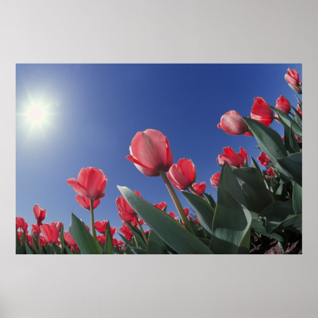 Red tulips from very low angle, Cincinnati, Poster (Front)