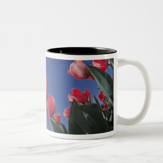Red tulips from very low angle, Cincinnati, Two-Tone Coffee Mug (Right)