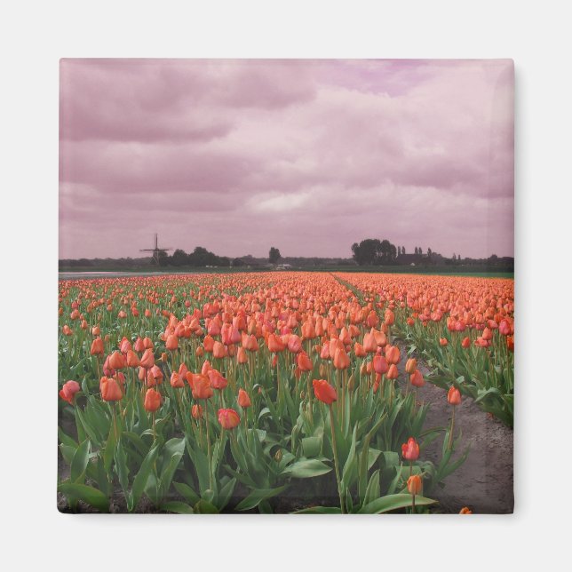 Red Tulips Landscape Magnet (Front)