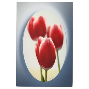 Red tulips metal print