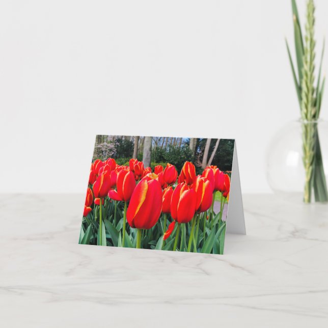 Red Tulips - Notecard (Front)