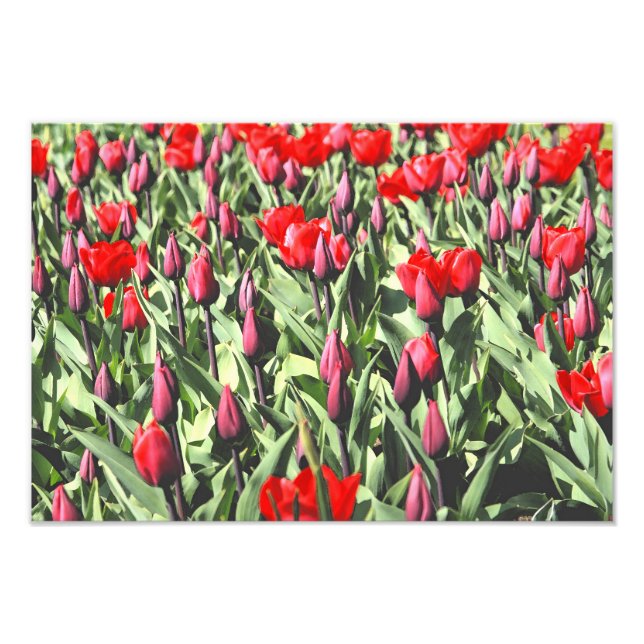 Red tulips photo print (Front)