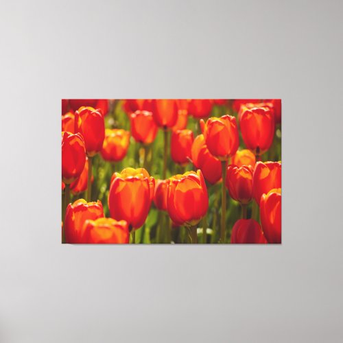 Red tulips photographic print canvas print