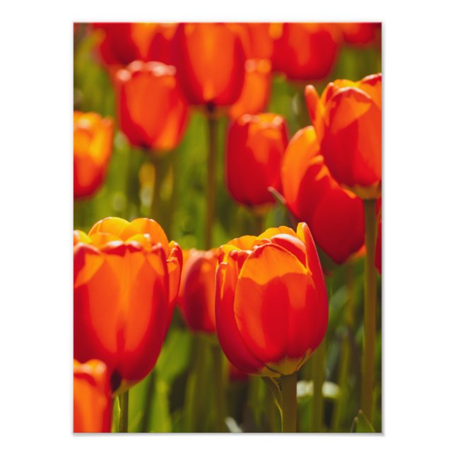 Red tulips photographic print. photo print (Front)