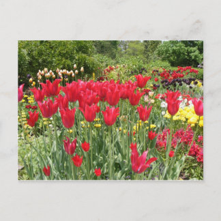 RED TULIPS POSTCARD