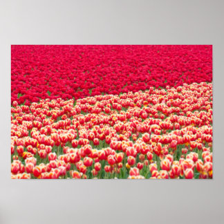 Red tulips poster