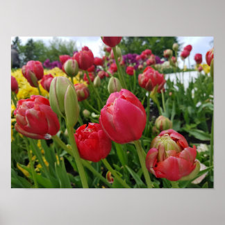 Red Tulips Spring Poster
