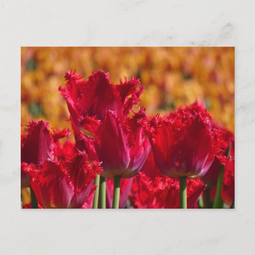 Red Tulips with Orange Background DIY Postcard