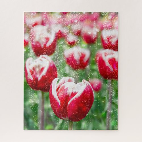red tulips with rain drops on window jigsaw puzzle
