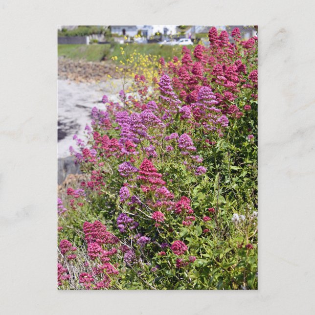 Red valerian flowers postcard (Front)