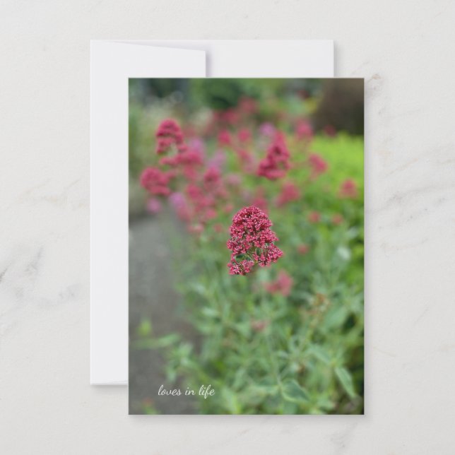 Red Valerian  Note Card (Front)