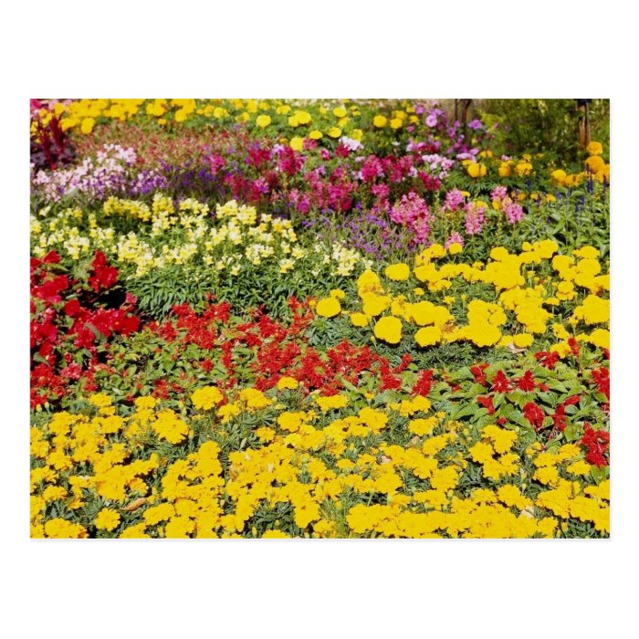 Red Valley Garden flowers flowers Post Cards