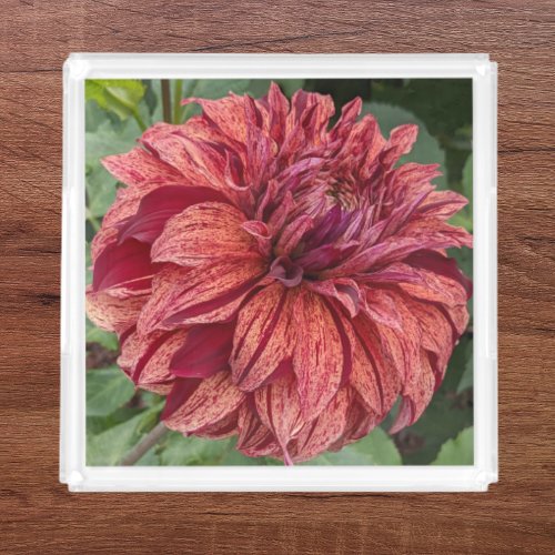 Red Variegated Dahlia Bloom Floral Acrylic Tray