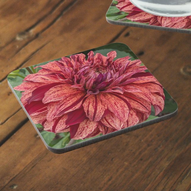 Red Variegated Dahlia Bloom Floral Beverage Coaster (In Situ)
