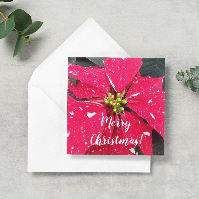 Red Variegated Poinsettia Personalized Holiday Note Card (In Situ)
